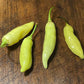 Sugar Rush Peach - Piment fort Heirloom - 10+ graines