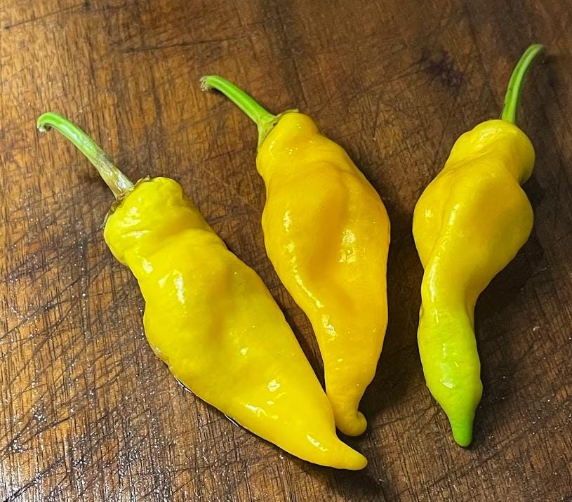 Monkey Face - Heirloom Hot Pepper - 10+ Seeds