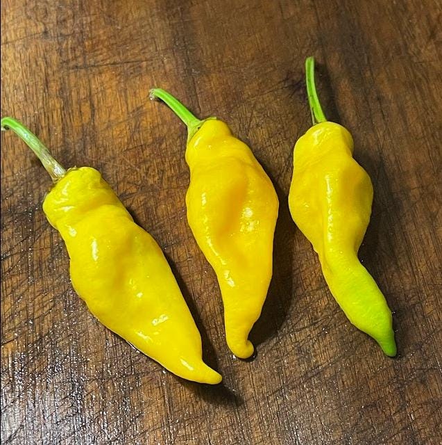 Monkey Face - Heirloom Hot Pepper - 10+ Seeds