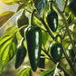 Jalapeno Pepper - Pepper Seeds - Heirloom Hot Pepper - 10+ Seeds