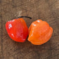 Scotch Bonnet - Piment fort Heirloom - 10+ graines