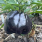 Purple Beauty - Poivron Heirloom - 10+ graines