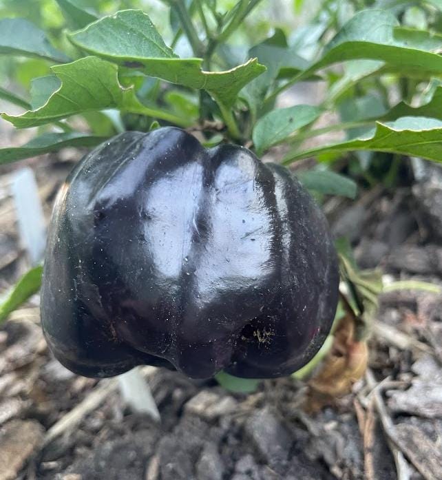 Purple Beauty - Heirloom Bell Pepper - 10+ Seeds