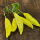 Lemon Drop Pepper - Pepper Seeds - Heirloom Hot Pepper - 10+ Seeds