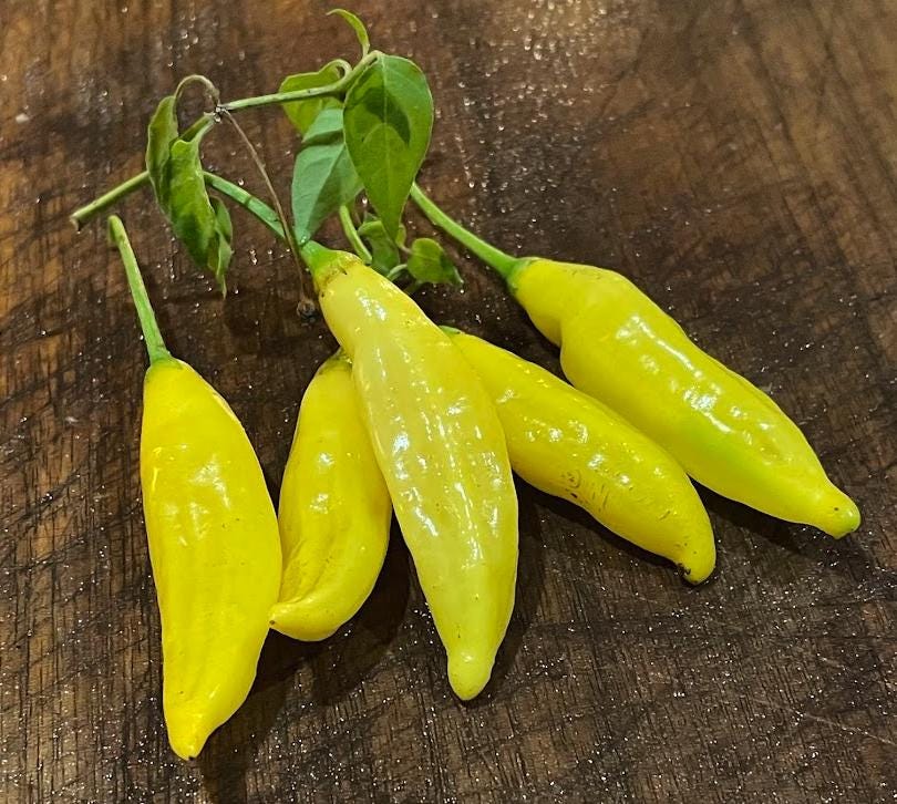 Lemon Drop - Heirloom Hot Pepper - 10+ Seeds