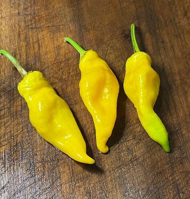 Monkey Face - Heirloom Hot Pepper - 10+ Seeds