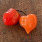 Scotch Bonnet - Piment fort Heirloom - 10+ graines