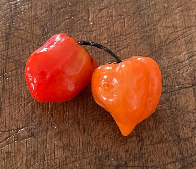 Scotch Bonnet - Heirloom Hot Pepper - 10+ Seeds