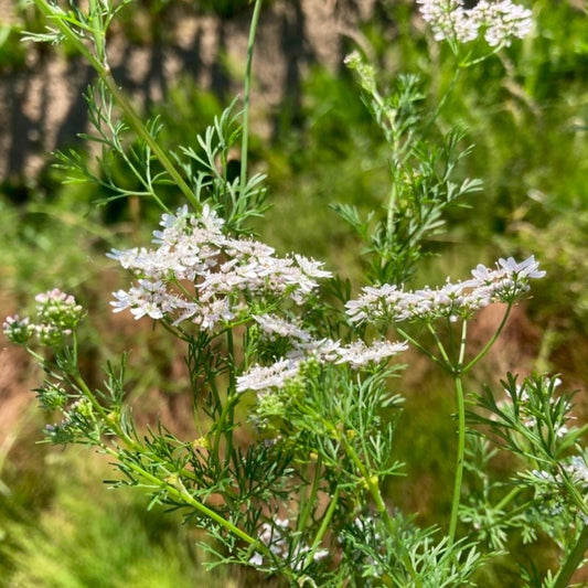 Cilantro / Coriander (Coriandrum sativum) - 100+ Seeds