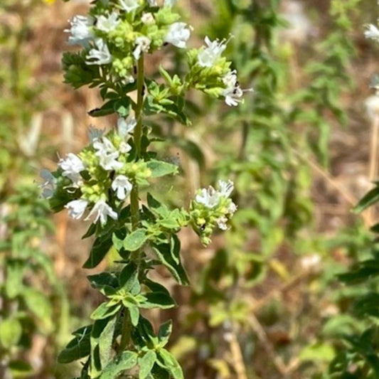 Greek Oregano (Origanum vulgare subsp. hirtum) - 500+ Seeds