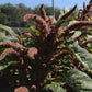 Grain Amaranth Seeds (Amaranthus hypochondriacus) - Annual - 300+ Seeds