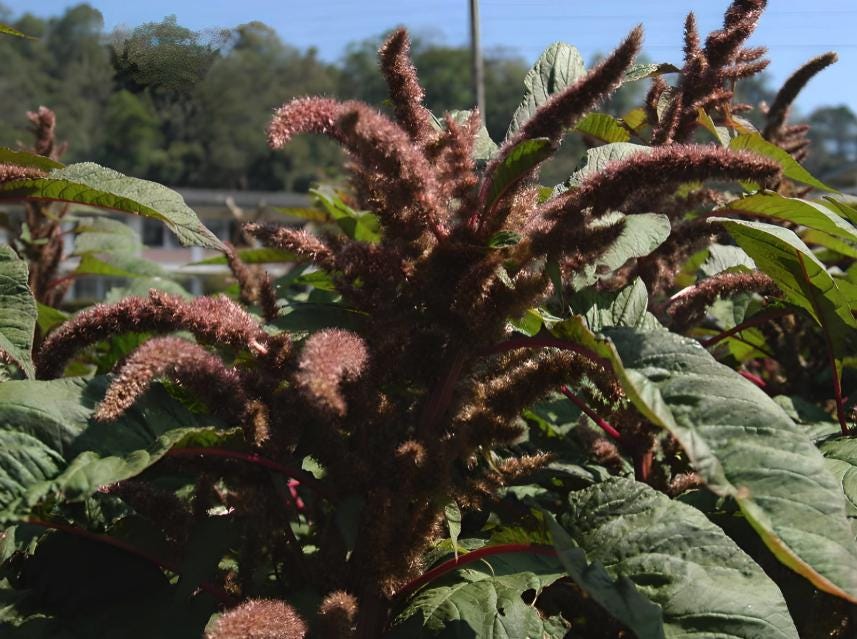 Grain Amaranth Seeds (Amaranthus hypochondriacus) - Annual - 300+ Seeds