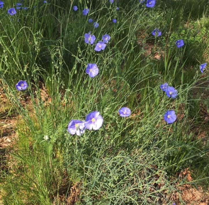 Flax (Linum usitatissimum) - Grain - 500+ Seeds