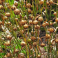 Flax (Linum usitatissimum) - Grain - 500+ Seeds