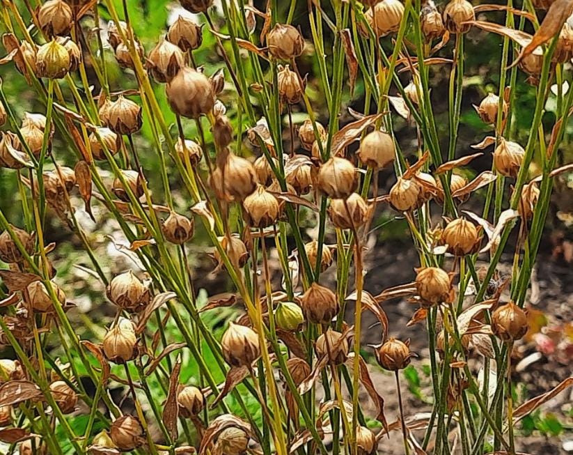 Flax (Linum usitatissimum) - Grain - 500+ Seeds