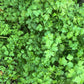 Parsley (Petroselinum crispum) - 300+ Seeds