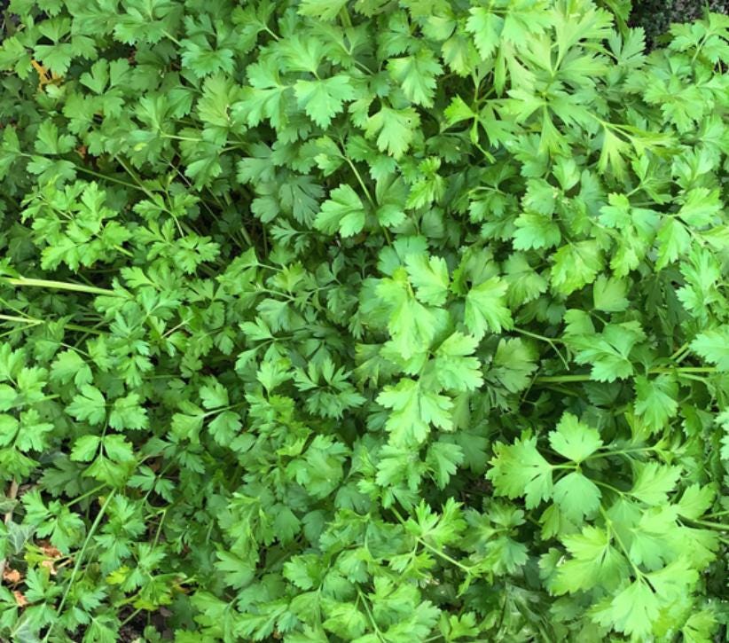 Parsley (Petroselinum crispum) - 300+ Seeds