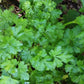 Parsley (Petroselinum crispum) - 300+ Seeds