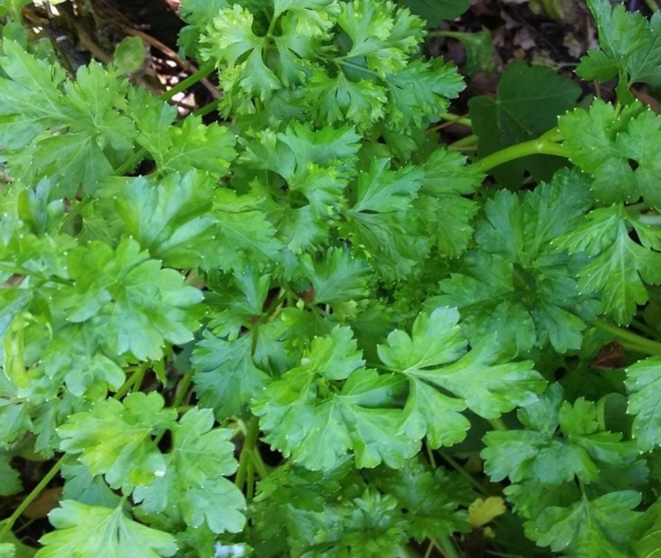 Parsley (Petroselinum crispum) - 300+ Seeds