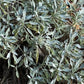 Garden Sage (Salvia officinalis) - Perennial Herb - 40+ Seeds