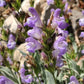 Garden Sage (Salvia officinalis) - Perennial Herb - 40+ Seeds