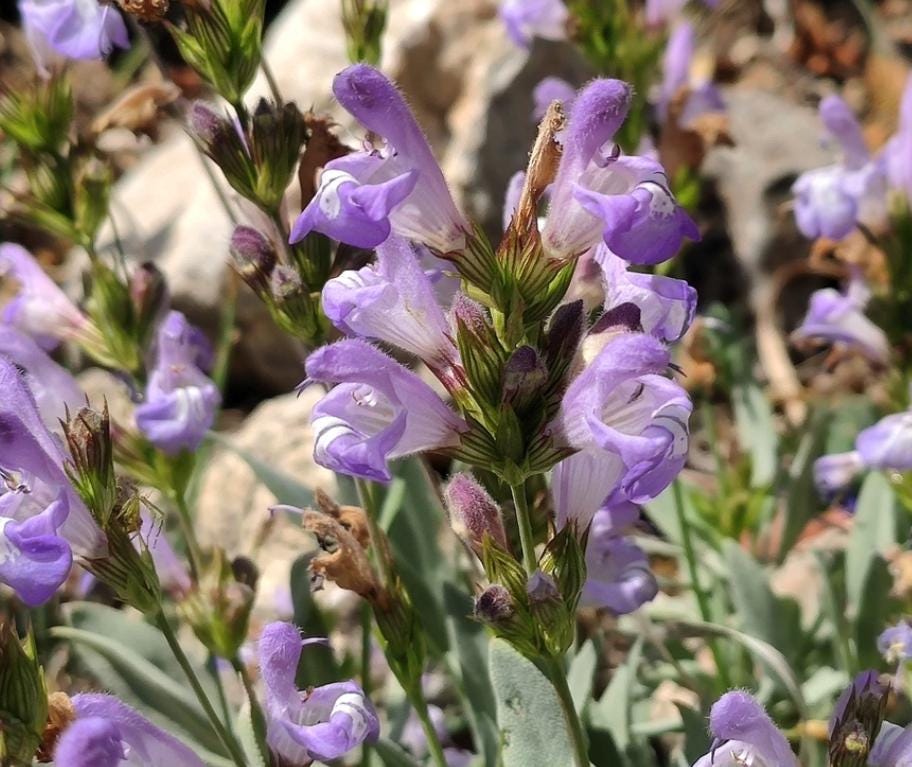 Garden Sage (Salvia officinalis) - Perennial Herb - 40+ Seeds