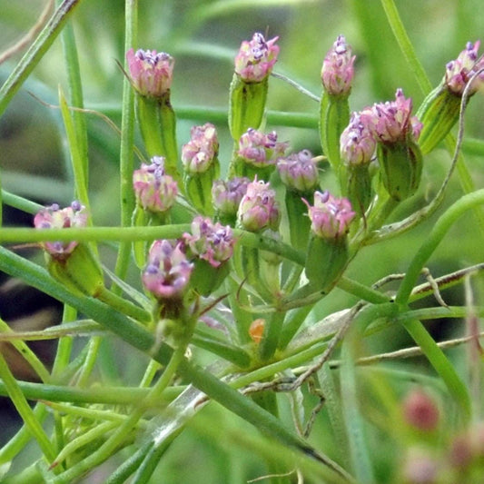 Cumin (Cuminum cyminum) - 75 Seeds