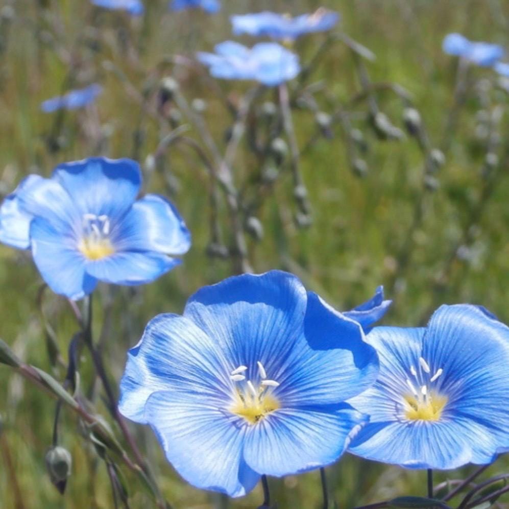 Flax (Linum usitatissimum) - Grain - 500+ Seeds