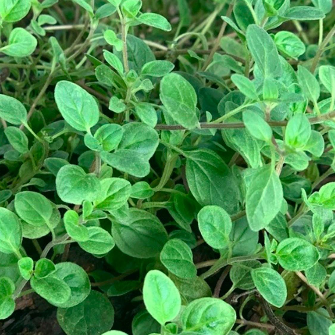 Sweet Marjoram (Origanum majorana) - 300+ Seeds