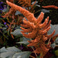 Grain Amaranth Seeds (Amaranthus hypochondriacus) - Annual - 300+ Seeds