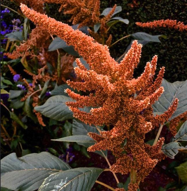 Grain Amaranth Seeds (Amaranthus hypochondriacus) - Annual - 300+ Seeds