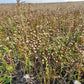 Flax (Linum usitatissimum) - Grain - 500+ Seeds