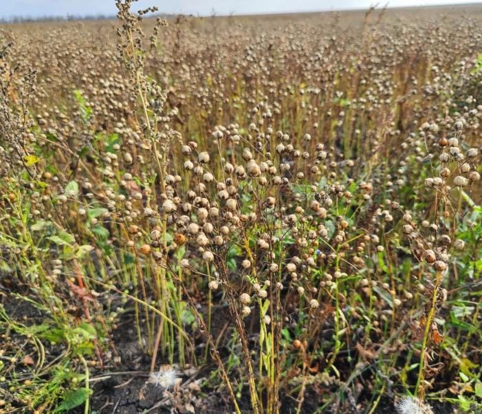 Flax (Linum usitatissimum) - Grain - 500+ Seeds