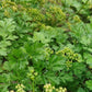 Parsley (Petroselinum crispum) - 300+ Seeds