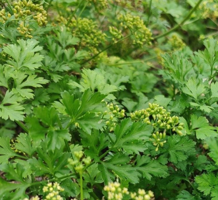 Parsley (Petroselinum crispum) - 300+ Seeds