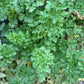 Parsley (Petroselinum crispum) - 300+ Seeds