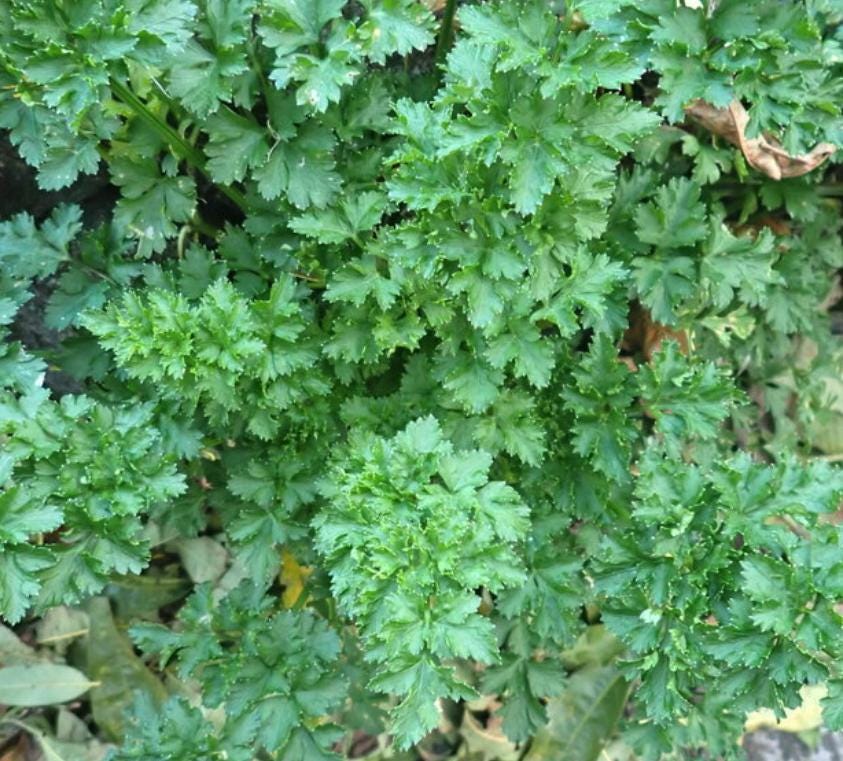 Parsley (Petroselinum crispum) - 300+ Seeds