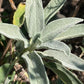 Garden Sage (Salvia officinalis) - Perennial Herb - 40+ Seeds