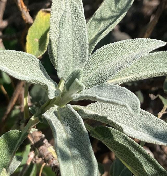 Garden Sage (Salvia officinalis) - Perennial Herb - 40+ Seeds