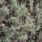 Garden Sage (Salvia officinalis) - Perennial Herb - 40+ Seeds