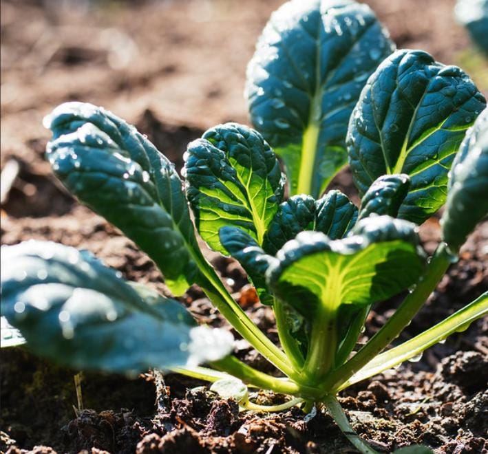 Tatsoi, Japanese Mustard (Brassica rapa var. rosularis) - 100+ Seeds