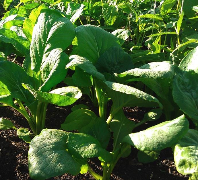 Komatsuna, Japanese Mustard Spinach (Brassica rapa var. perviridis) - 100+ Seeds