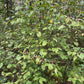 Downy Arrow-wood (Viburnum rafinesquianum) - Zone 3 - 20+ Seeds