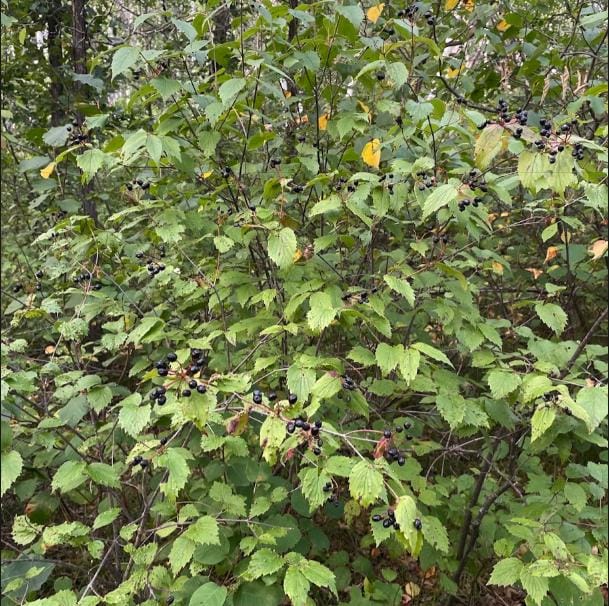 Downy Arrow-wood (Viburnum rafinesquianum) - Zone 3 - 20+ Seeds