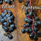 Fontenac Grape Seeds (Vitis sp) - Zone 3 - 30+ Seeds