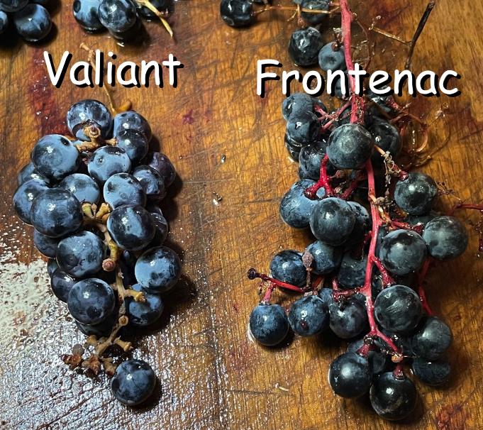Fontenac Grape Seeds (Vitis sp) - Zone 3 - 30+ Seeds