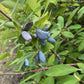 Aurora Haskap Seeds (Lonicera caerulea, Honeyberry) - Zone 3 - 30+ Seeds