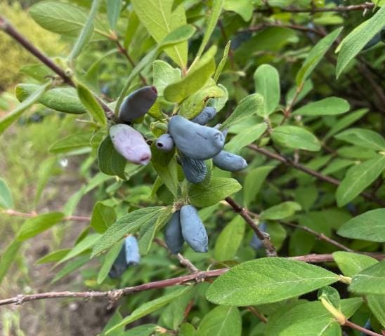 Aurora Haskap Seeds (Lonicera caerulea, Honeyberry) - Zone 3 - 40+ Seeds