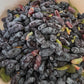 Aurora Haskap Seeds (Lonicera caerulea, Honeyberry) - Zone 3 - 30+ Seeds