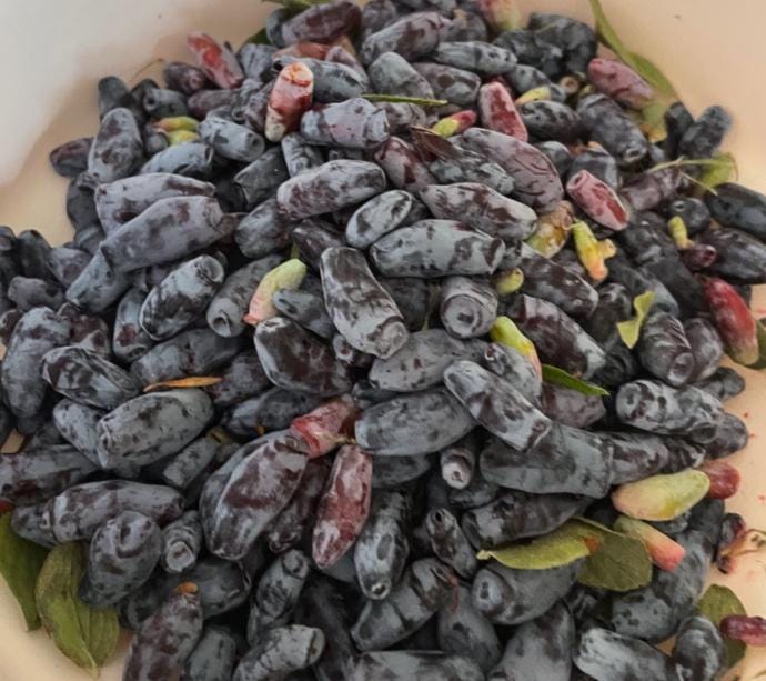 Aurora Haskap Seeds (Lonicera caerulea, Honeyberry) - Zone 3 - 40+ Seeds
